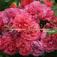 Роза "РОЗАРИУМ ЮТЕРСЕН" ("Rosarium Uetersen") (САЖЕНЦЫ РОЗ ЧАЩЕ ВСЕГО ОТПРАВЛЯЕМ УЖЕ С БУТОНАМИ ИЛИ ЦВЕТУЩИМИ) Роза "РОЗАРИУМ ЮТЕРСЕН" ("Rosarium Uetersen") (САЖЕНЦЫ РОЗ ЧАЩЕ ВСЕГО ОТПРАВЛЯЕМ УЖЕ С БУТОНАМИ ИЛИ ЦВЕТУЩИМИ)